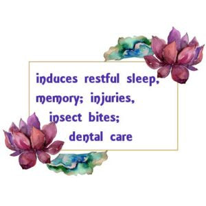 Clove Leaf Essential Oil