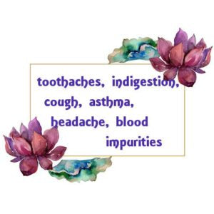 Clove Bud Essential Oil
