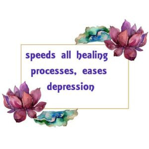 Lavender Essential Oil