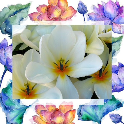 Frangipani Incense Sticks -  hard to find Frangipani incense image 0