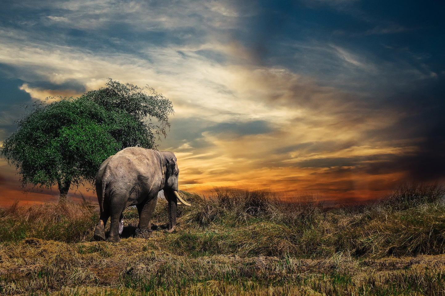African Safari Attar Oil