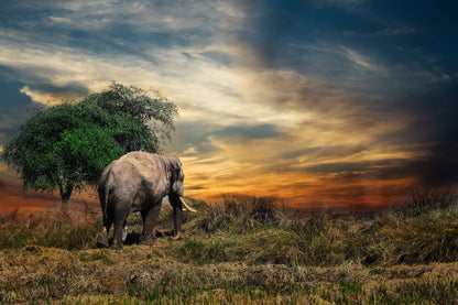 African Safari Attar Oil