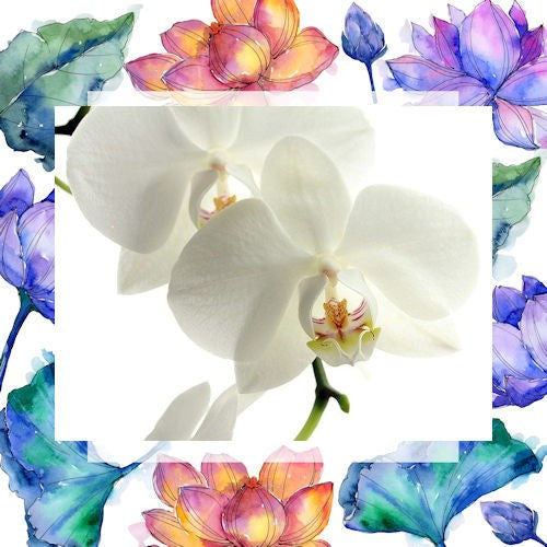 Orchids Incense Sticks - two sizes available image 0