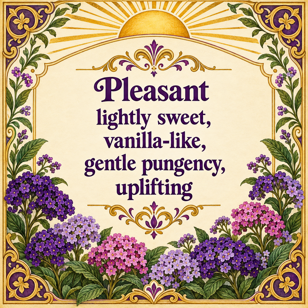 Heliotrope Essence Oil
