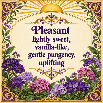 Heliotrope Essence Oil