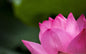 Lotus Supreme Attar Oil