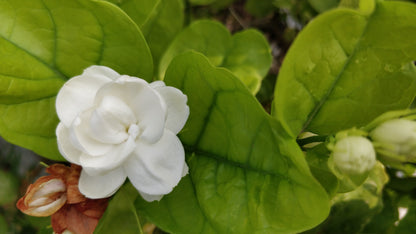 Mogra (Indian Jasmine) Attar